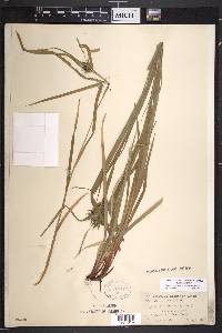 Carex intumescens var. intumescens image