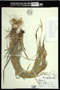 Carex kraliana image