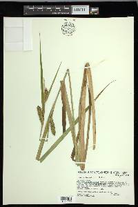 Carex lacustris image