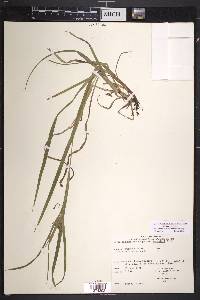 Carex intumescens var. intumescens image