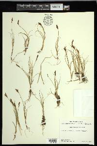 Carex lachenalii image