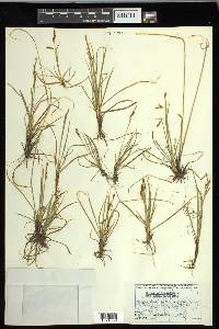 Carex krausei image