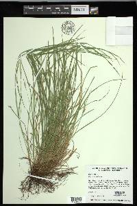 Carex jamesii image