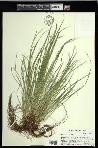 Carex jamesii image