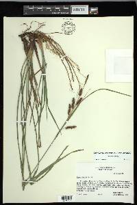 Carex joorii image