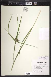 Carex intumescens var. intumescens image