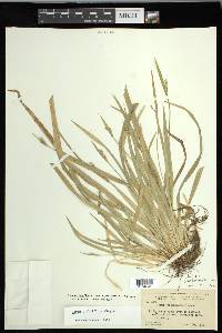 Carex kraliana image