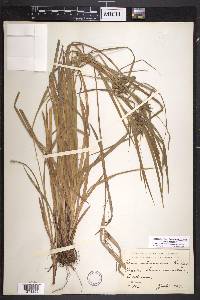 Carex intumescens var. intumescens image