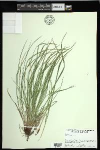 Carex jamesii image