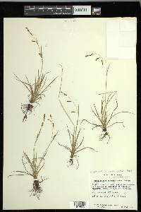 Carex krausei image