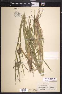 Carex intumescens var. intumescens image