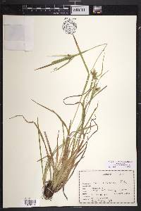 Carex intumescens var. intumescens image