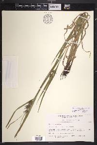 Carex intumescens var. intumescens image