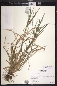 Carex intumescens var. intumescens image