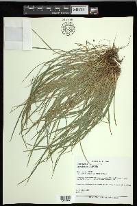 Carex jamesii image