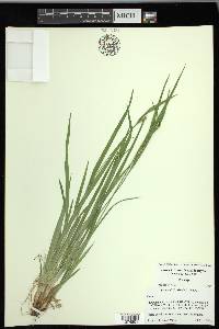 Carex kraliana image