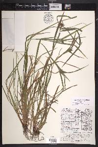 Carex intumescens var. fernaldii image