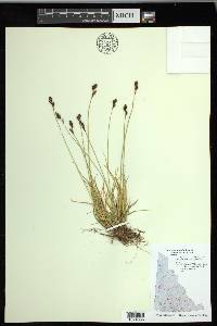 Carex lachenalii image