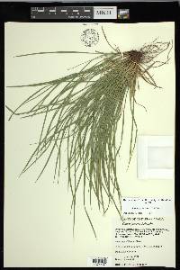 Carex jamesii image