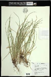 Carex jamesii image