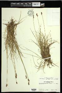 Carex lachenalii image