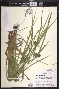 Carex intumescens var. intumescens image