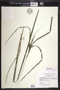 Carex intumescens var. intumescens image