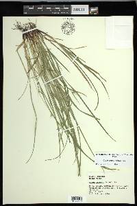 Carex jamesii image