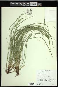 Carex jamesii image