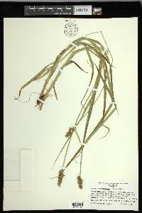 Carex laevivaginata image