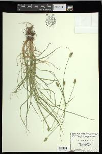 Carex leavenworthii image