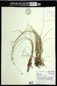 Carex leavenworthii image