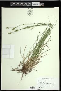 Carex leavenworthii image