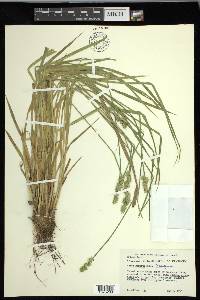 Carex laevivaginata image