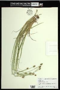 Carex leavenworthii image