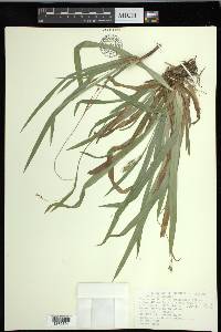 Carex laxiculmis var. laxiculmis image