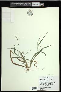 Carex laxiculmis image