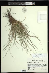 Carex lativena image