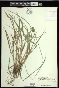 Carex laevivaginata image