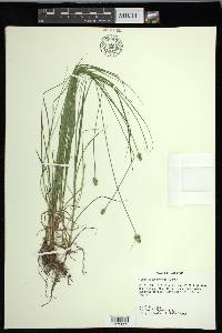 Carex leavenworthii image