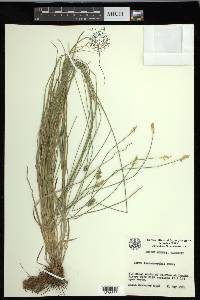 Carex leavenworthii image