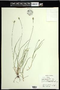 Carex leavenworthii image