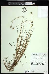 Carex leavenworthii image