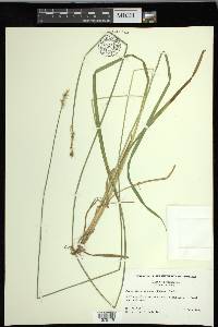 Carex laevivaginata image