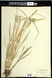 Carex laevivaginata image