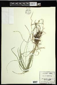 Carex leavenworthii image