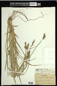 Carex laevivaginata image