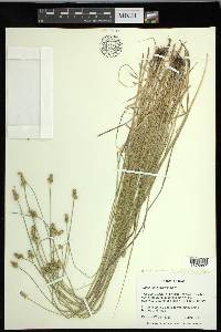 Carex leavenworthii image