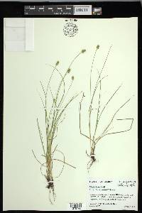 Carex leavenworthii image