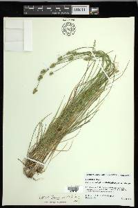 Carex leavenworthii image